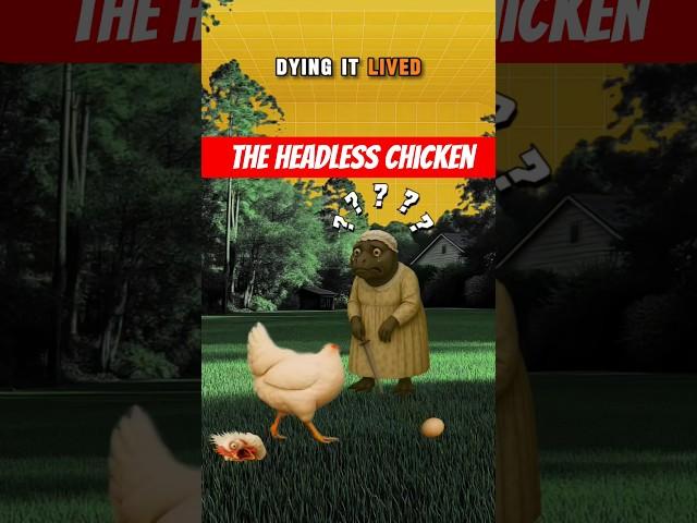 The Headless Chicken that laid eggs 