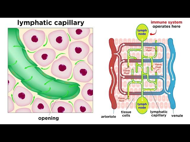 The Circulatory System Part 3: The Lymphatic System