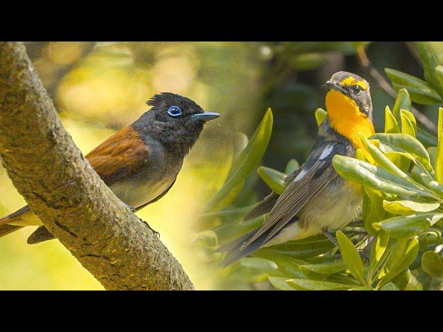 All the cute and rare birds are here! The birds seen at the Southernmost island of Korea