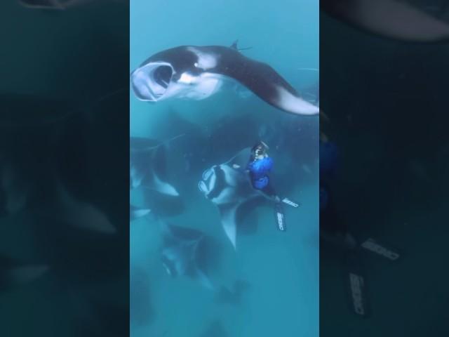 Manta Dance  #manta #oneocean #savetheocean #ray #ocean #sharks #dance #dive #1