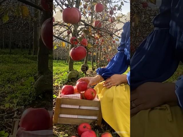 Not all apples are cursed… This one turned into magic  apple pie#shorts #trending #food