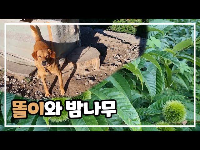 똘이와 밤나무 / 산스님의 산골짜기 힐링 영상