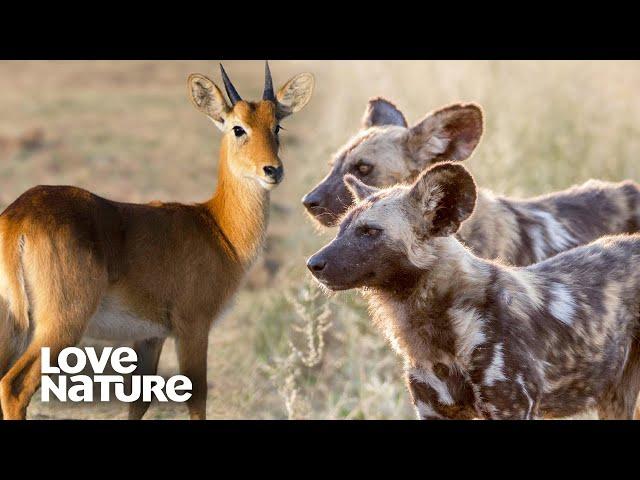 Playing the Long Game: Wild Dogs Outlast Their Prey | Love Nature