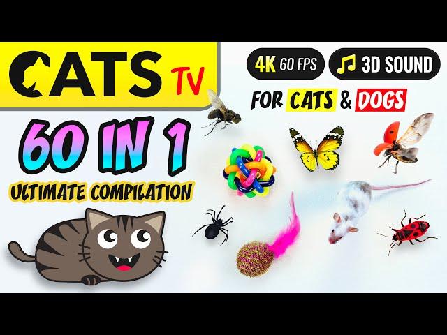 CATS TV - 60 in 1  ULTIMATE Compilation 🪱 for cats & dogs [4K] 5 HOURS