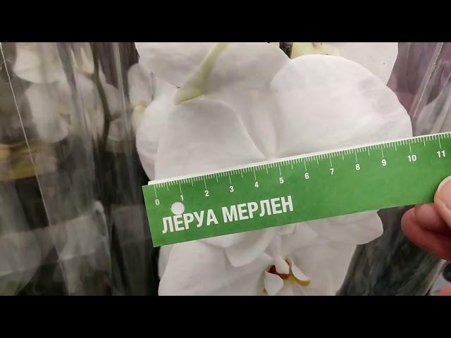 29.04.24г.Новая поставка орхидей на два цветоноса в Леруа Юдино Одинцовского района Моск. обл.