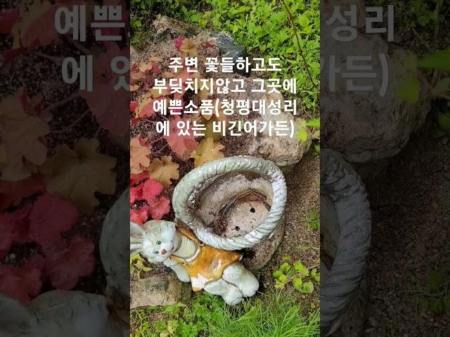 #타샤의정원251#예쁜정원만들기#정원에꼭필요한소품들#국민1500명이뽑은대표정원타샤의정원251