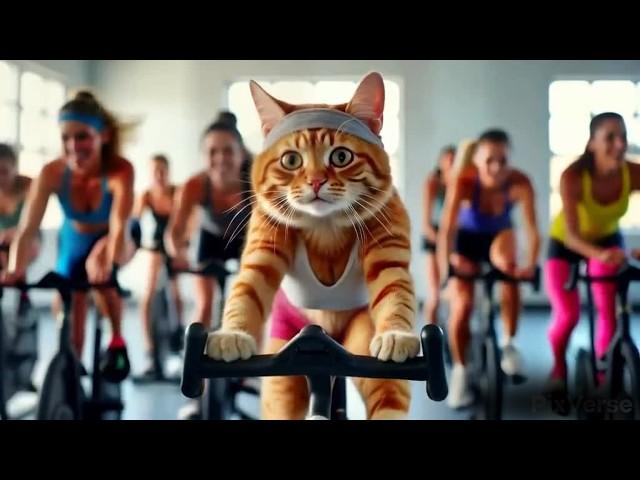 Cats At The Gym️‍️ - Funny Cats Doing Human Things! 