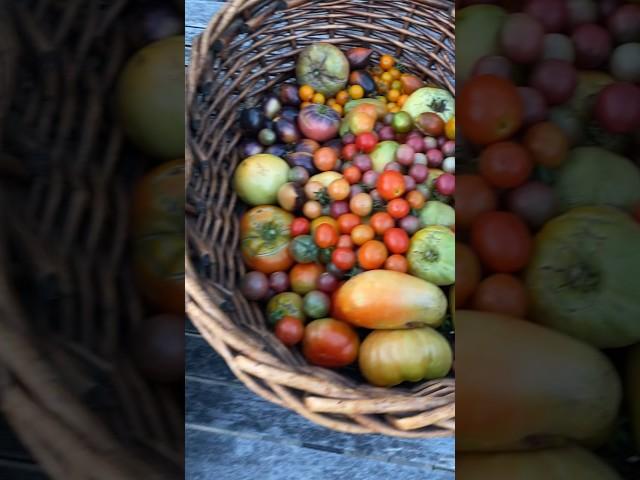 Garden harvest #gardenharvest #garden #growyourownfood #harvesttime #harvest #homegardening