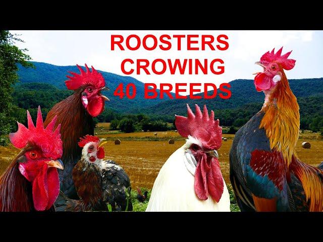 Roosters crowing compilation 40 breeds - Krähruf der Hähne, von 40 verschiedenen Rassen im Vergleich