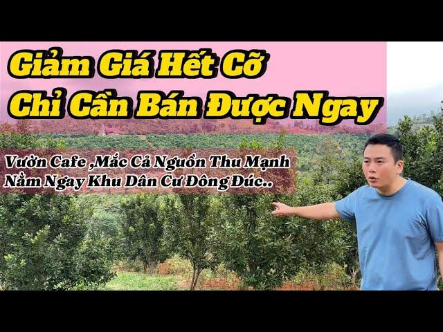 Lô đất giá rẻ đây rồi . 1,7ha cà phê + mắc ca .vị trí ngay khu dân cư đông đúc. ao cá to