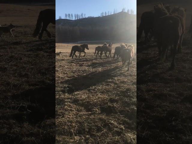 daily routine #horse #equestrian #animals #horsemanship #life #altay #riding #mountains #horselover