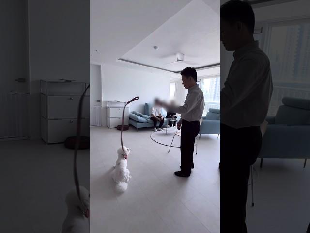 900만 바디블로킹 강아지 훈육 모음(상반기)