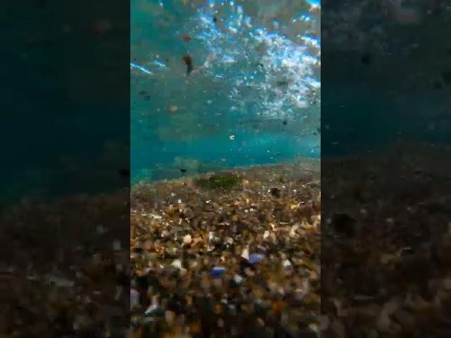 Sea life #sea #australia #water #nature #life #shorts #newzealand #shortclip