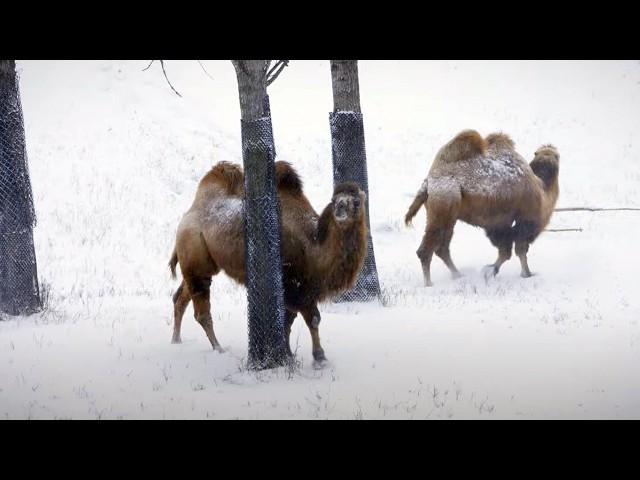 Animals go wild for snow day at the Minnesota Zoo