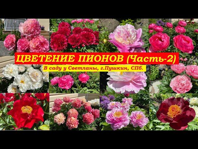 Цветение пионов. Часть-2 (В саду у Светланы, г.Пушкин, СПб.)