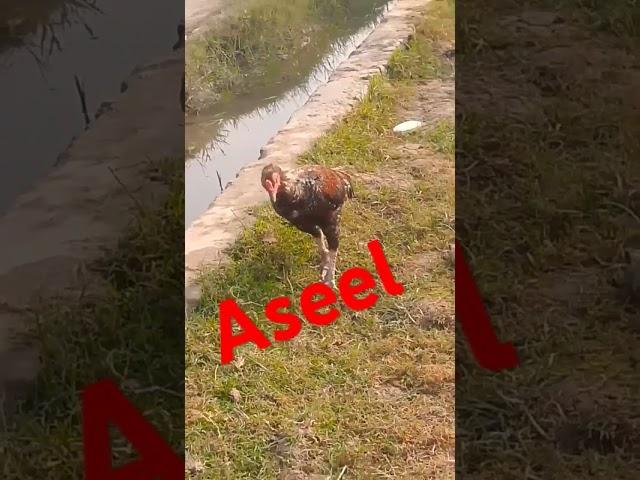 Aseel Birad ️️.         Shan Vlogs