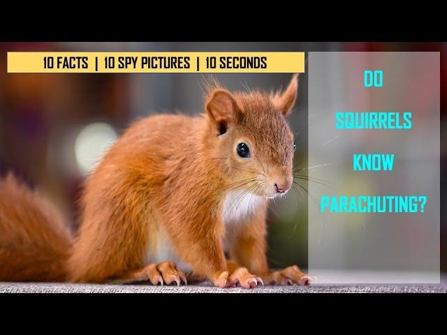 I Spy Squirrel Challenge - Animal facts with Spot and find Puzzles / family fun game