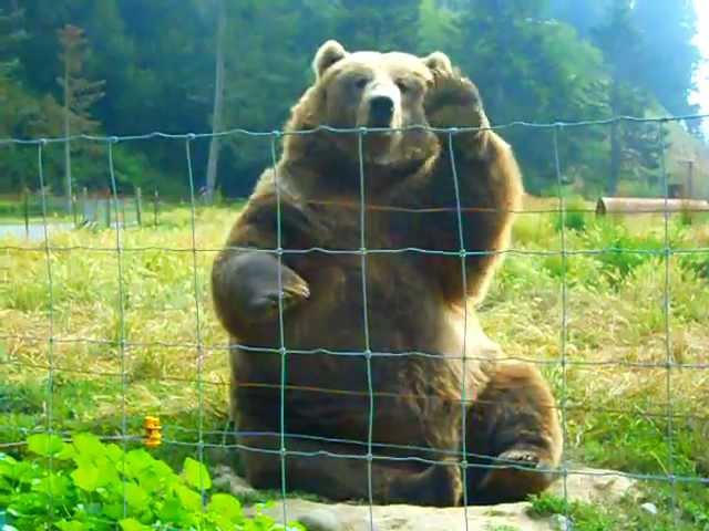 Kodiak Bear Waving