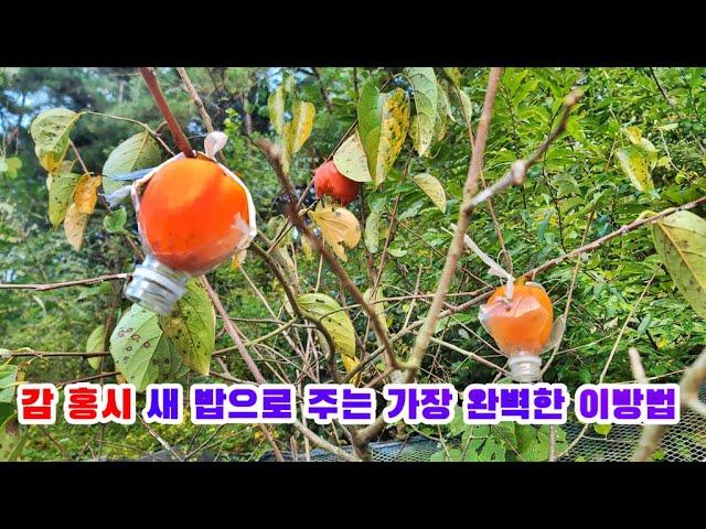 대봉감을 새들과 나누어 먹기#감#대봉감#새#farming #월광수변농원