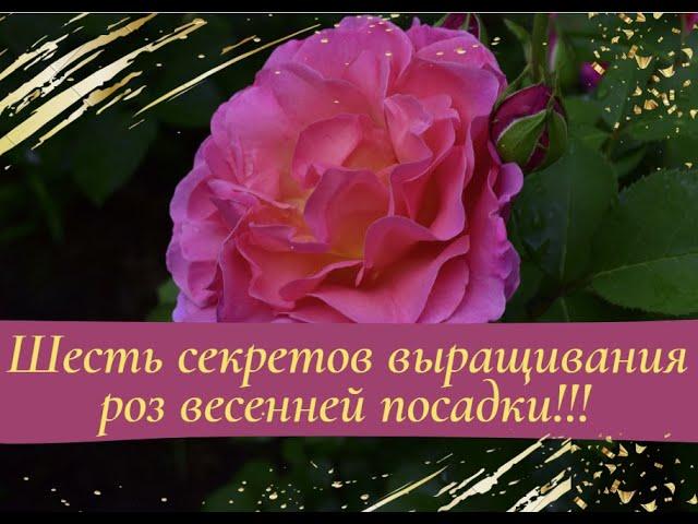 Шесть секретов выращивания роз весенней посадки!