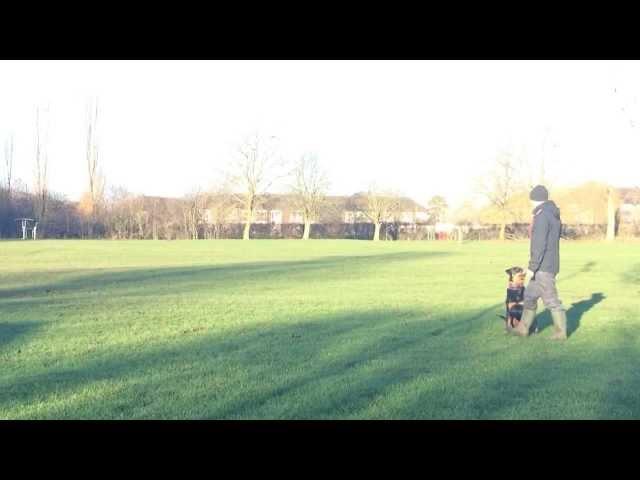 Dog Basics by Scarlett Rottweiler