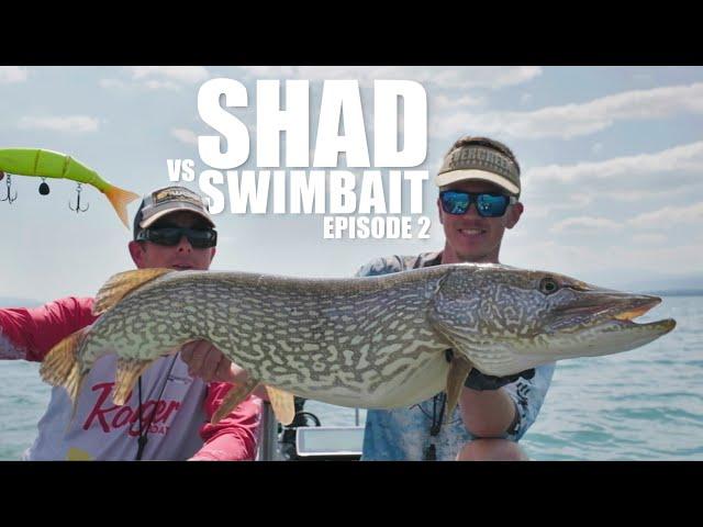 Shad Vs Swimbait : Episode 2