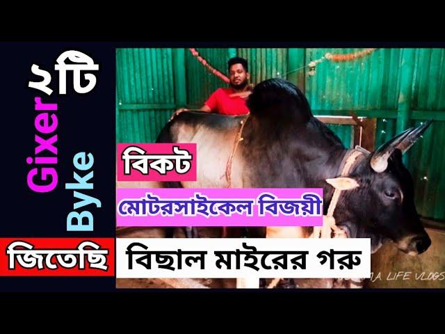 Bangladesh Cow Farm | Sylhety Fighter Bull | Fighter Bull Price | লন্ডন প্রবাসীর শখের খামার