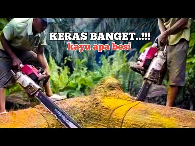 PROSES MEMOTONG KAYU DENGAN STIHL 070 CHAINSAW