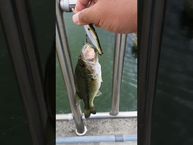 면꽝, 고삼지 뚝밑 추석연휴 극한 프레셔;; #배스 #bass #bassfishing #낚시 #고삼지