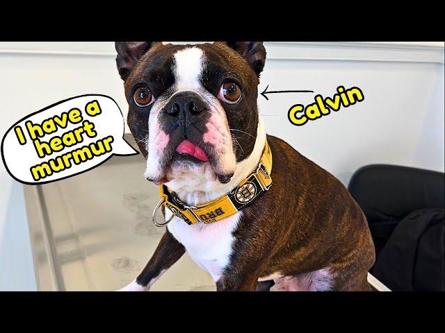 My BOSTON TERRIER Has A GRADE 1 HEART MURMUR~What Does That Mean?