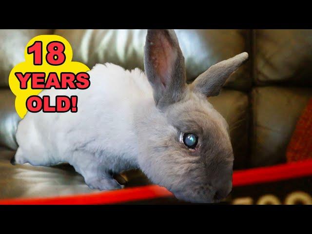 Meet the World's Oldest Rabbit: 18 Years and Still Hoppin'! 