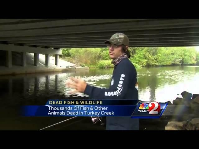 Thousands of fish, animals dying in Turkey Creek