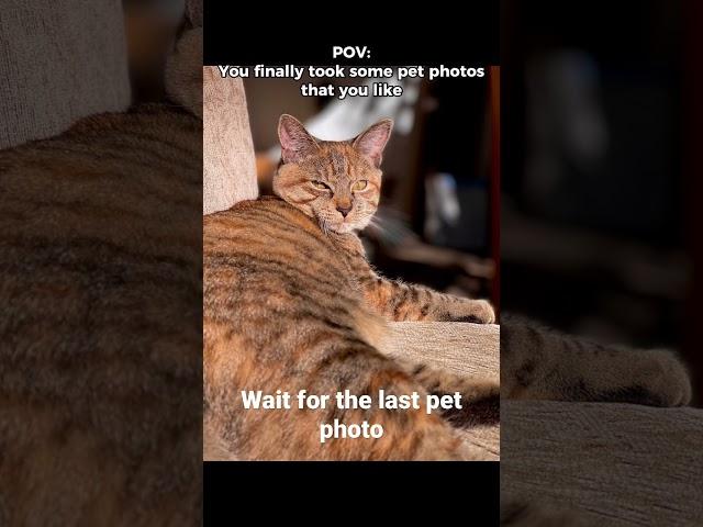 Taking the BEST Pet Photos