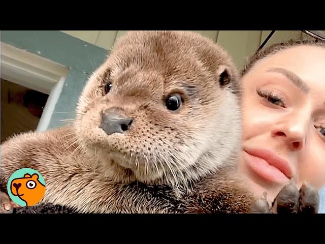 Man Saves a Nutria and a Woman Saves an Otter. Two Rescue Stories | Cuddle Buddies