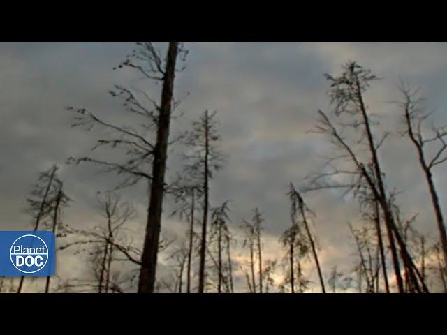 Wood Buffalo and the American Bison: Get to Know This Place and an Amazing Animal (FULL DOCUMENTARY)