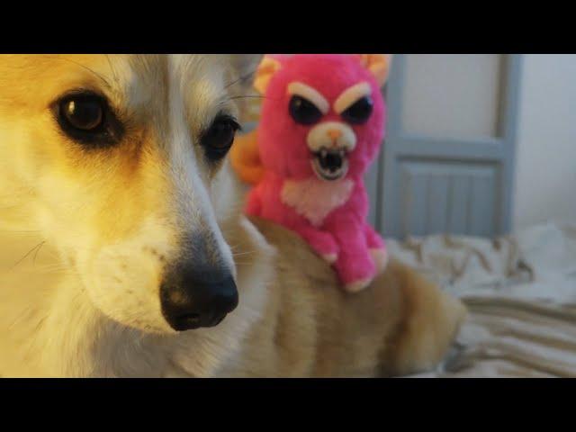 My dogs reaction to the Angry pet! (Scary)