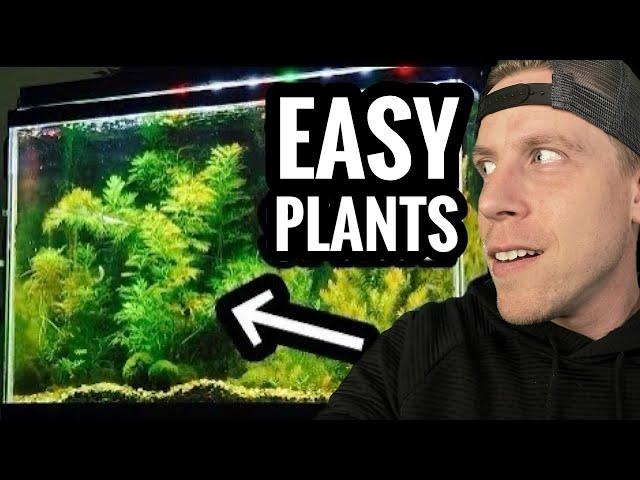 My Top 10 Easy Beginner Aquarium Plants