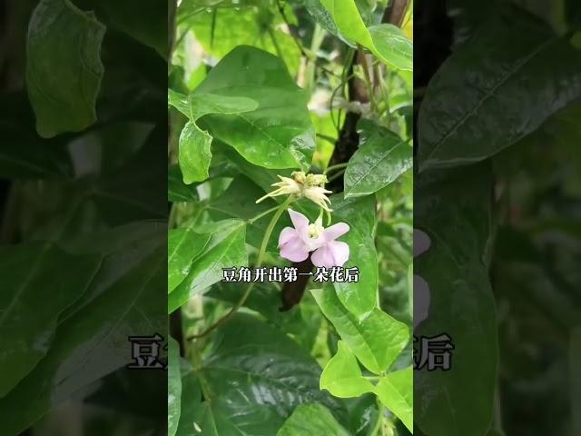 豆角要想产量高，打叉掐尖不能少 #种植小技巧 #农业种植技术 #学种菜