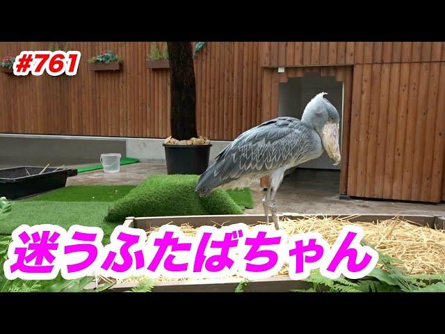 迷うふたばちゃんthinking about...掛川花鳥園#ハシビロコウふたばNo.761shoebill Futaba