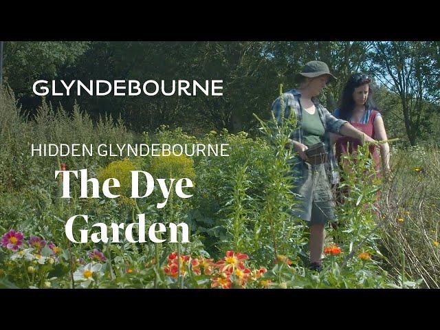 Hidden Glyndebourne: the dye garden