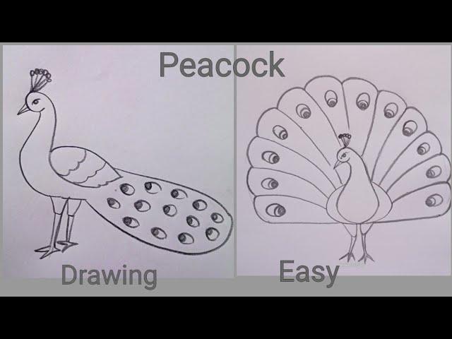 how to draw peacock drawing easy step by step@DrawingTalent