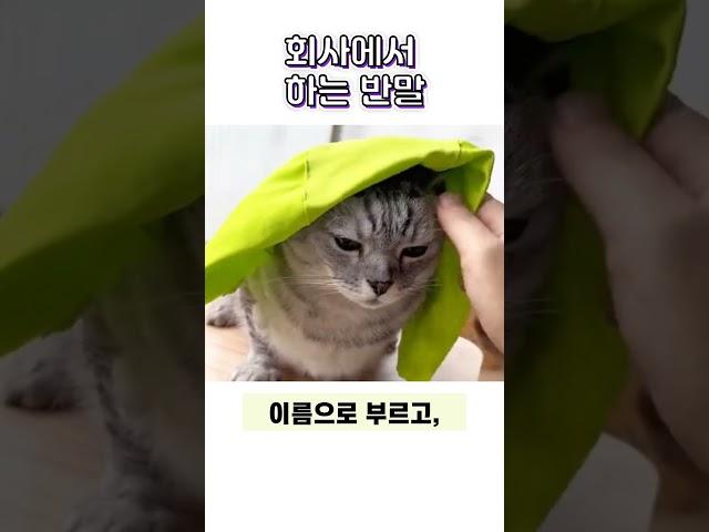 회사에서 하는 반말