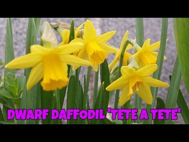 DWARF DAFFODIL , TETE A TETE , bunga daffodil mini , Details in description box