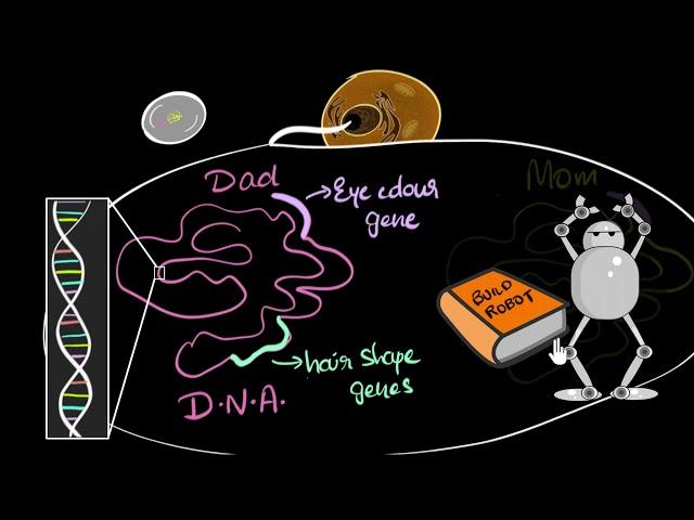 Genes, DNA & chromosomes | Heredity & Evolution | Biology | Khan Academy