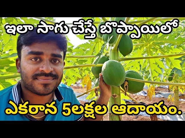 Boppai Sagu In Telugu||Profits with Papaya Farming || Papaya Cultivation || Indarapu Srinivasa Rao