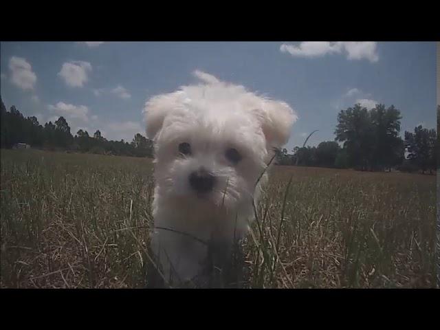 Maltese puppies for sale in Florida - St. Pete - Sarasota - Tampa - Orlando - Miami - Fort Myers