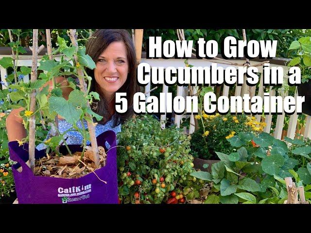 How to Grow Cucumbers in a 5 gallon Container, DIY Trellis/ Container Garden Series #3 ‍