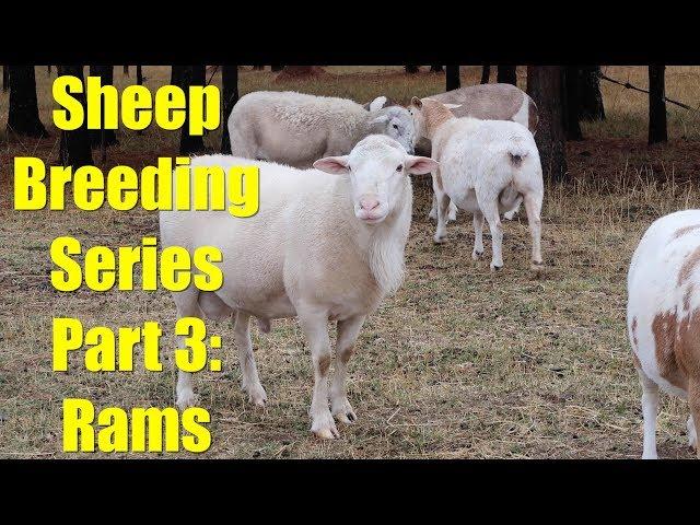 Sheep Breeding Series - Part 3: Selecting Rams for Breeding and Courting Behavior