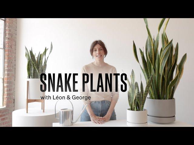 How to Care for the Snake Plant