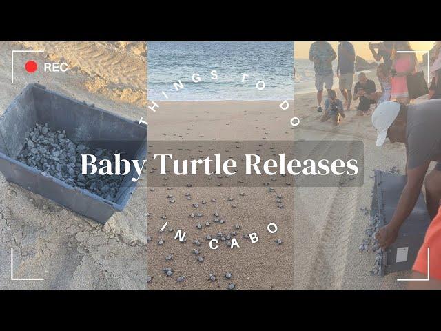 Things to Do in Cabo: Release Baby Turtles into the Ocean at Sunset